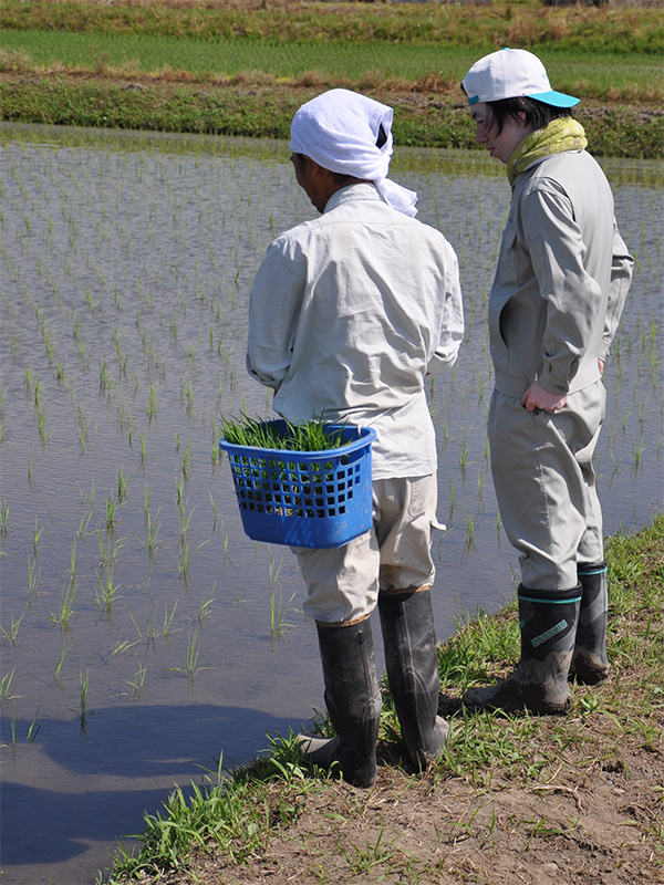 Scène de repiquage du riz en mai